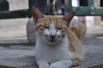 小茂密