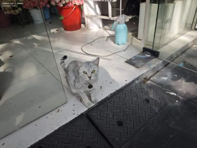 猫A66666