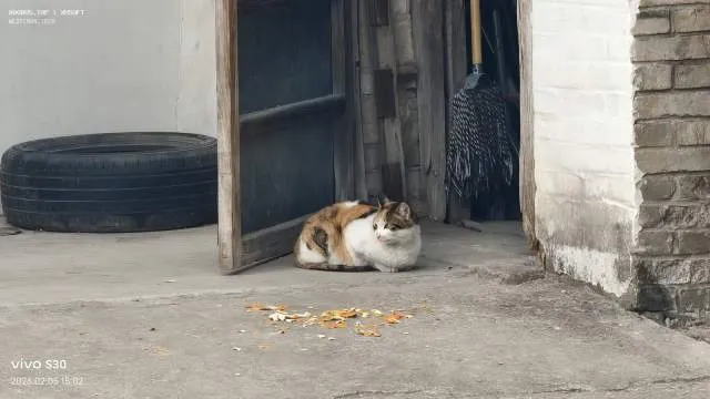 猫A·12345