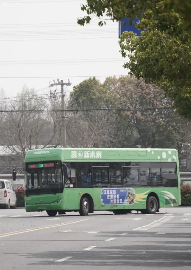 苏E 00686F 这叶子真好看